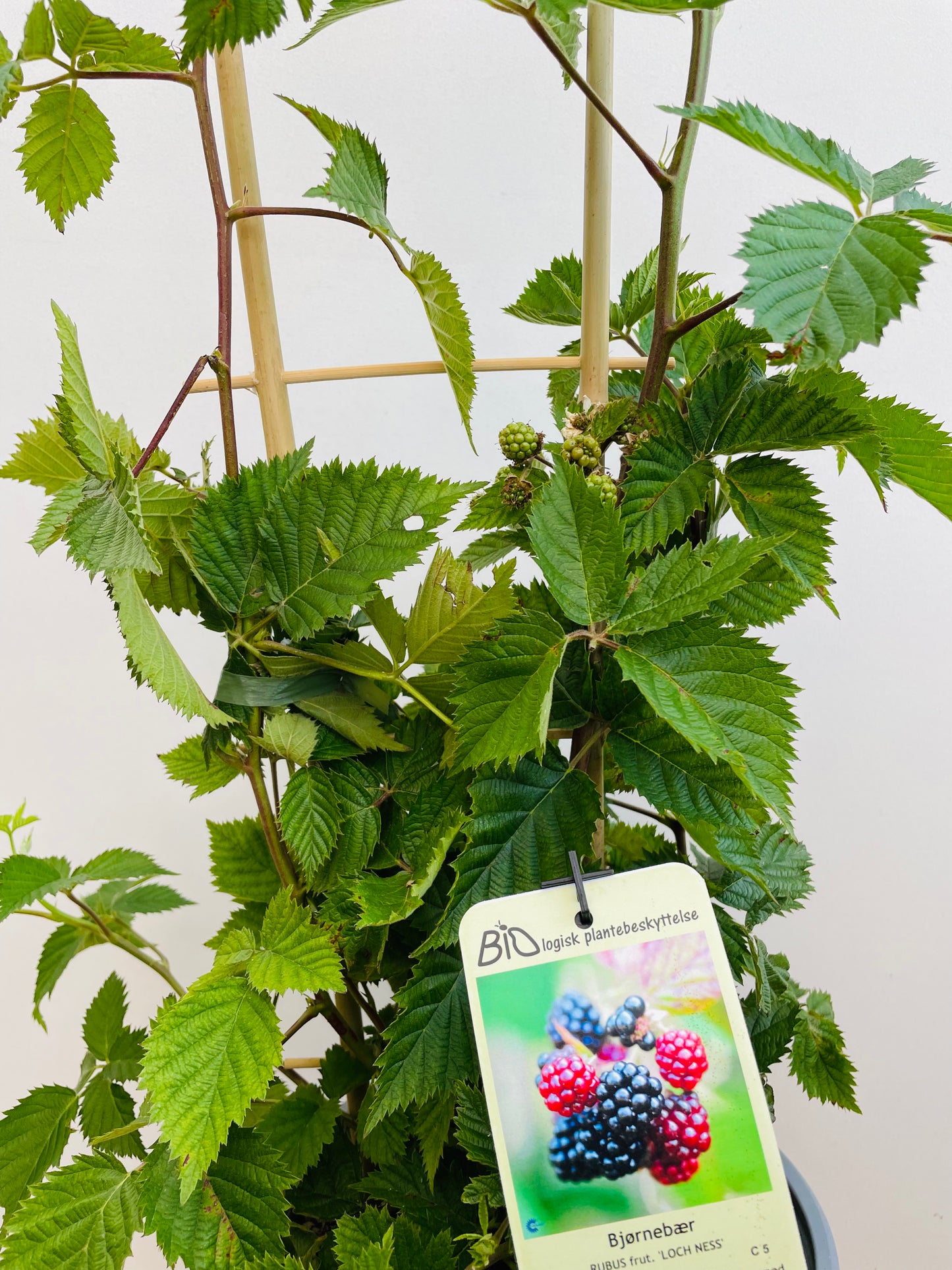 Bilde av Rubus frut. 'Loch Ness’-Spanne Plantesalg
