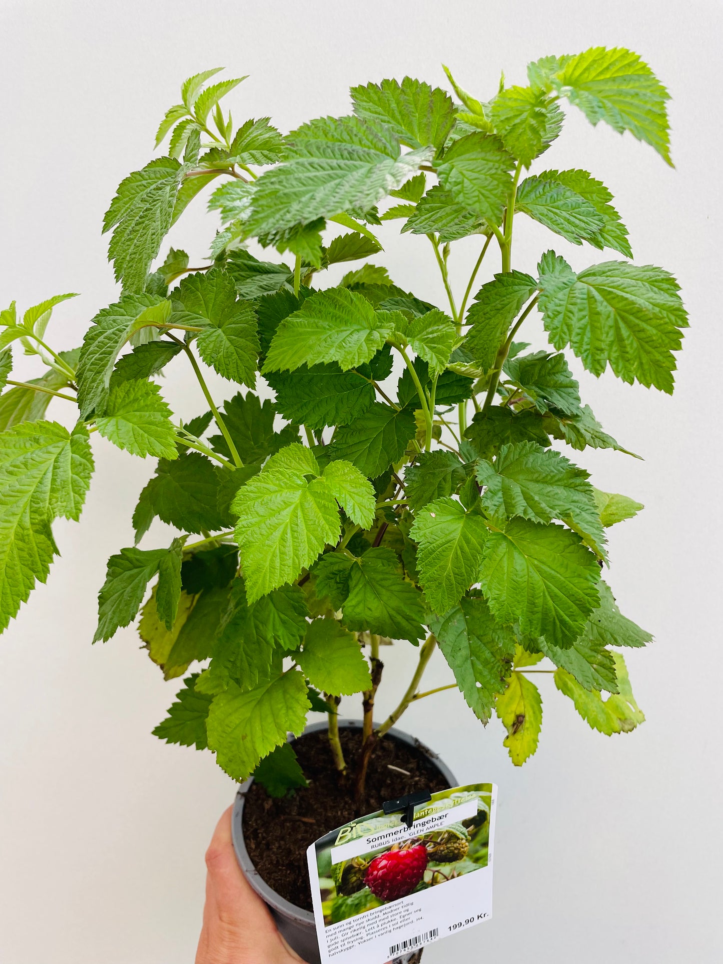Bilde av Rubus idaeus 'Glen Ample'-Spanne Plantesalg
