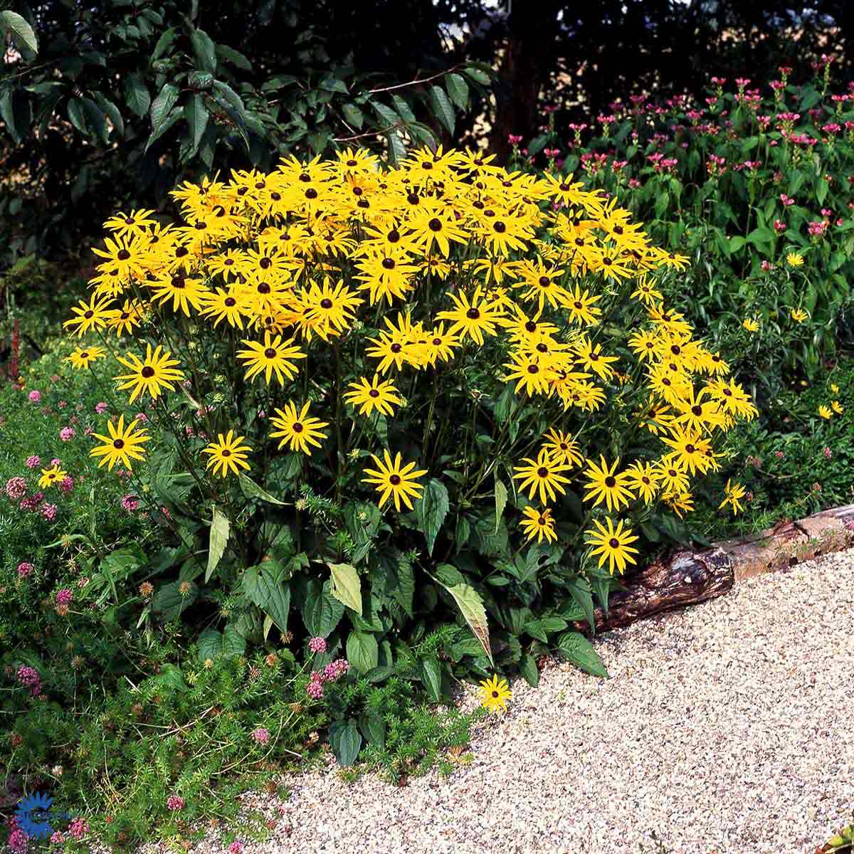 Bilde av Rudbeckia fulgida 'Goldsturm'-Spanne Plantesalg