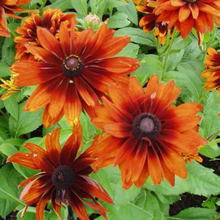 Bilde av Rudbeckia hirta Cherokee Sunset-Spanne Plantesalg