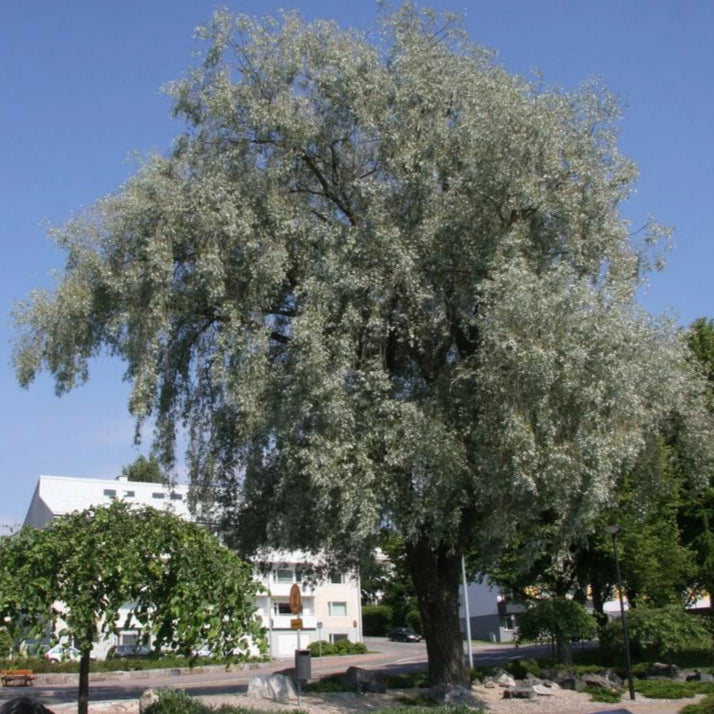 Bilde av Salix alba Sericea'-Spanne Plantesalg