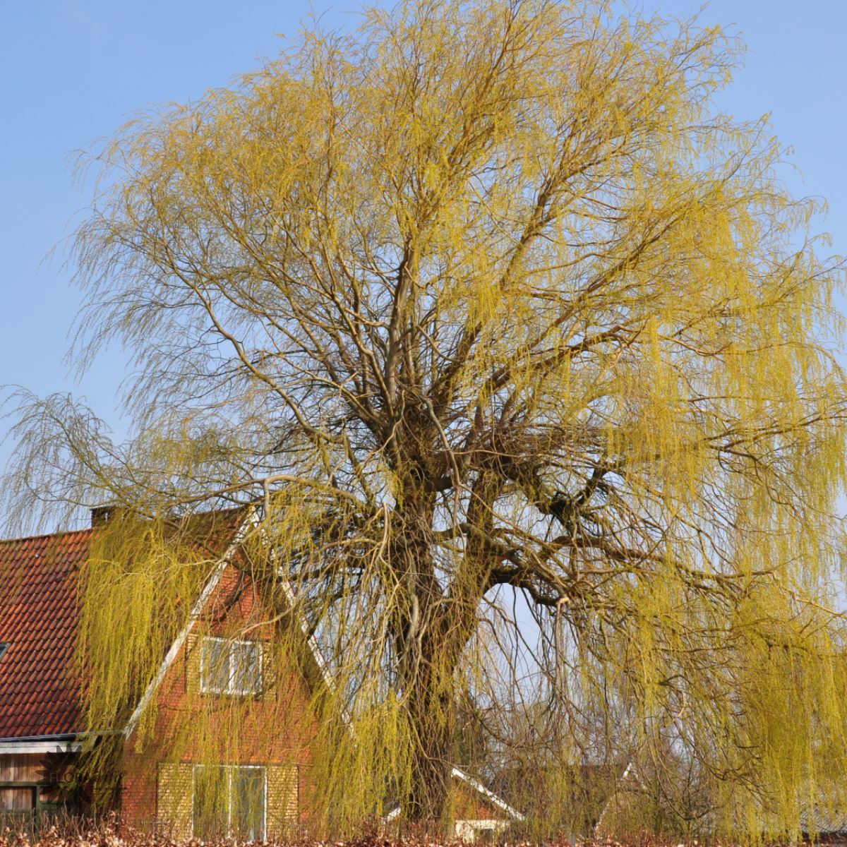 Bilde av Salix alba Tristis'-Spanne Plantesalg