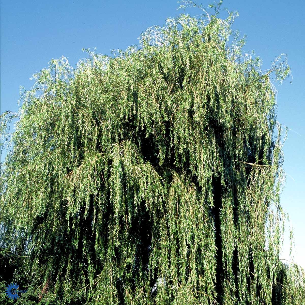 Bilde av Salix alba Tristis'-Spanne Plantesalg