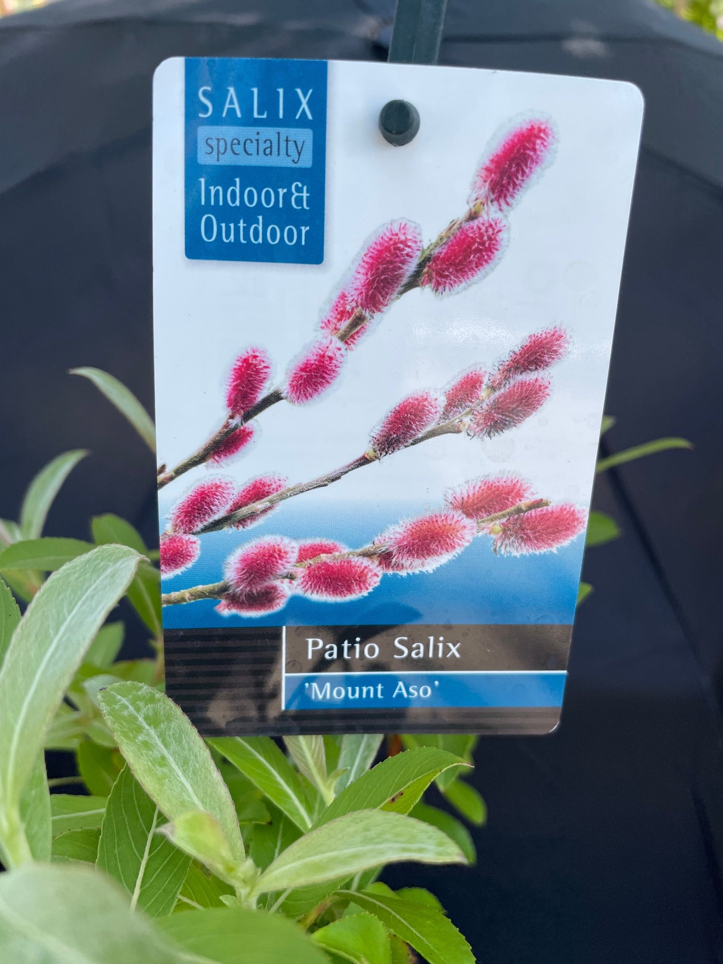 Bilde av Salix gracilistyla 'Mt Aso'-Spanne Plantesalg