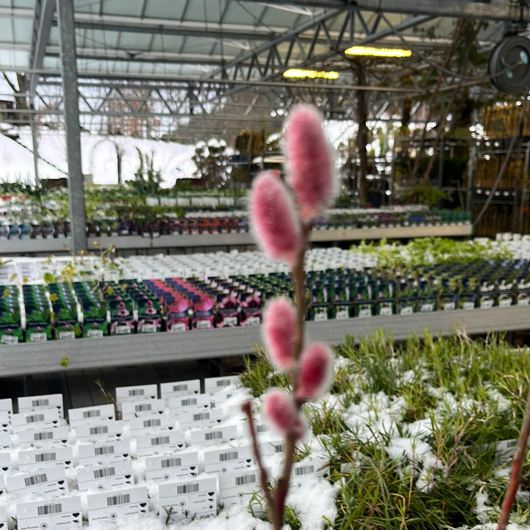 Bilde av Salix gracilistyla 'Mt Aso'-Spanne Plantesalg