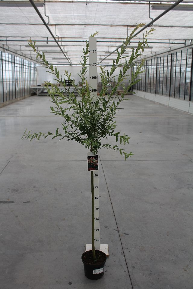 Bilde av Salix Integra Hakuro Nishiki-Spanne Plantesalg