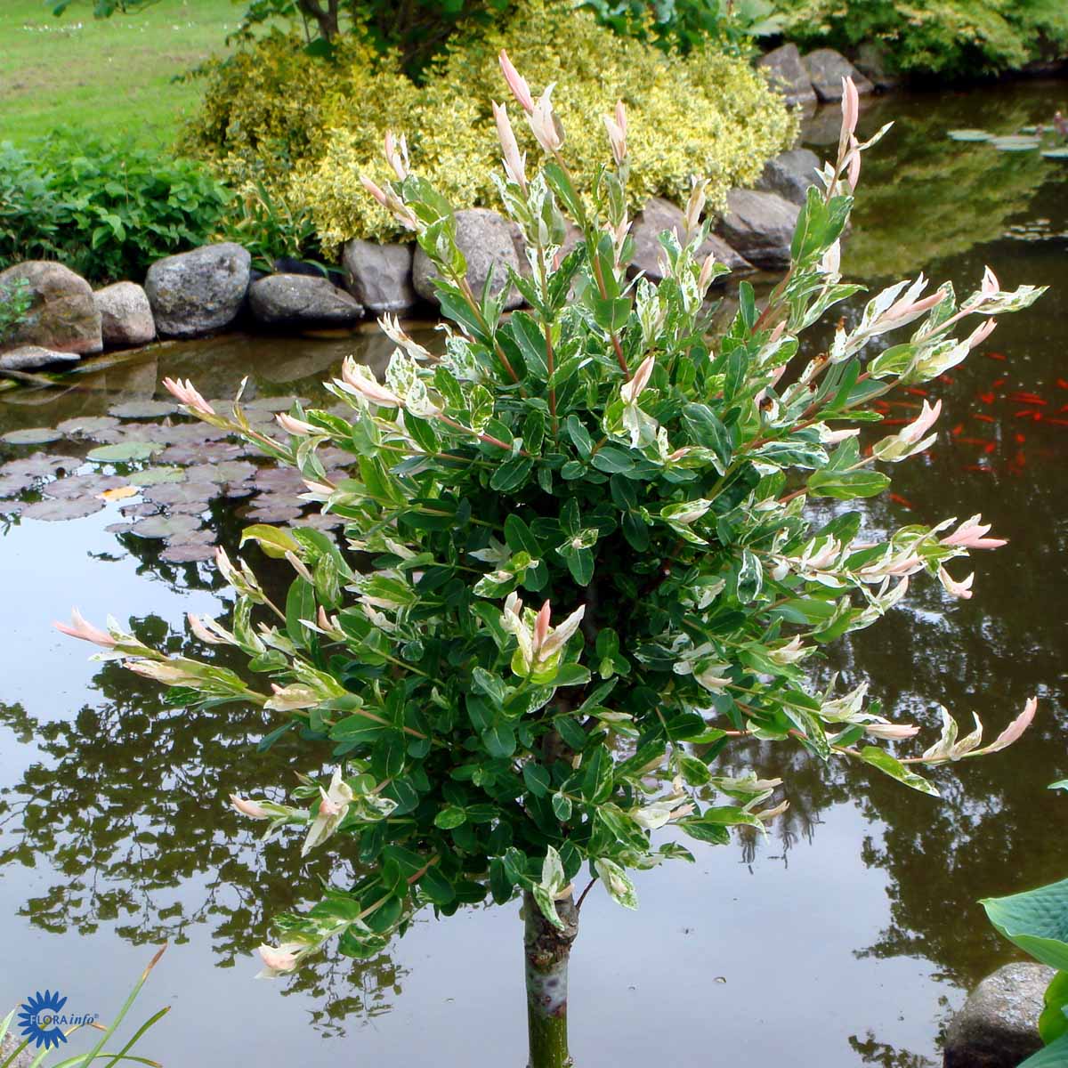 Bilde av Salix integra 'Hakuro-nishiki'-Spanne Plantesalg