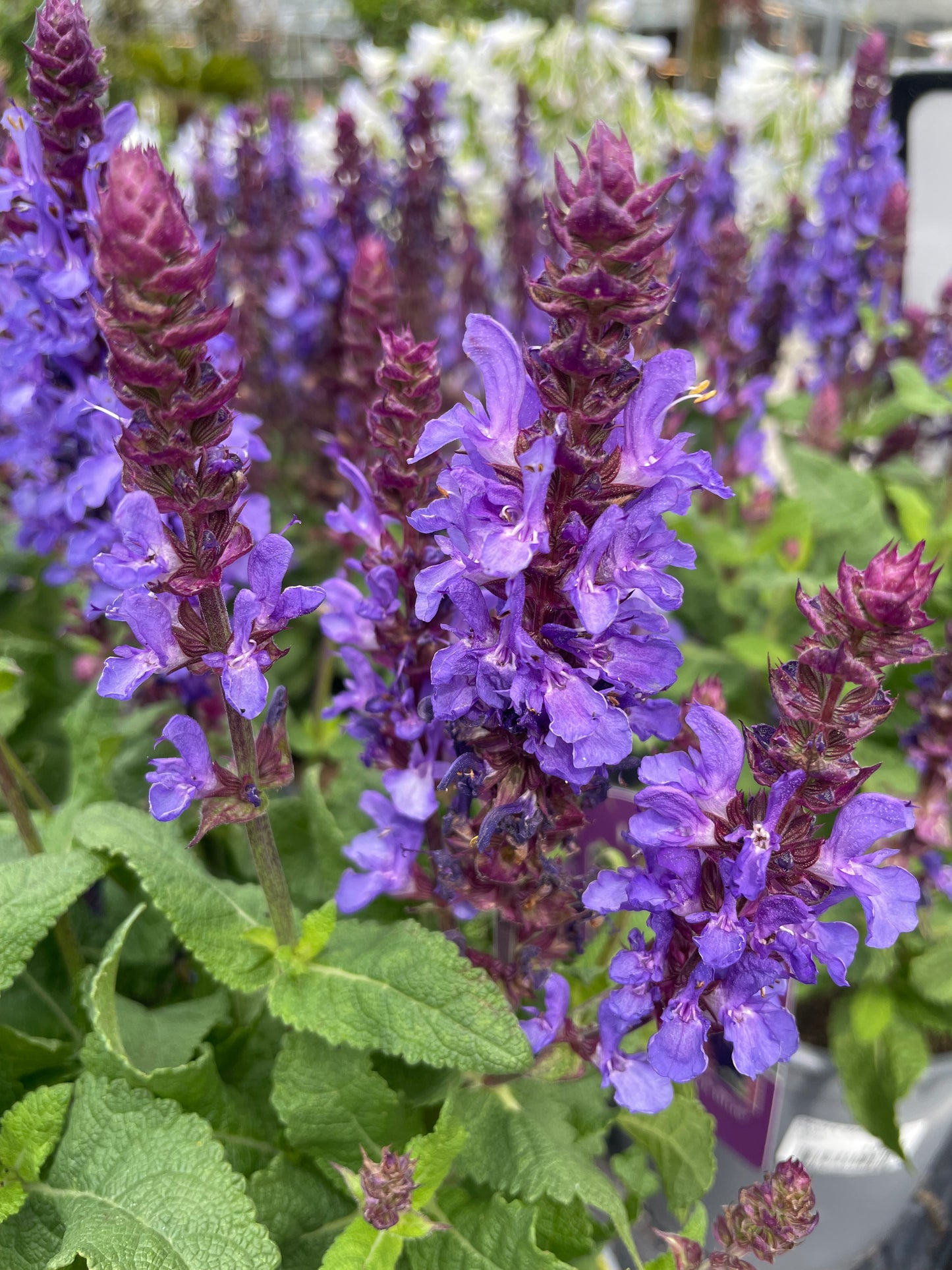 Bilde av SALVIA N. 'MARVEL DARK BLUE'-Spanne Plantesalg