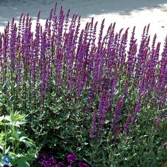 Bilde av Salvia nem. 'Caradonna'-Spanne Plantesalg