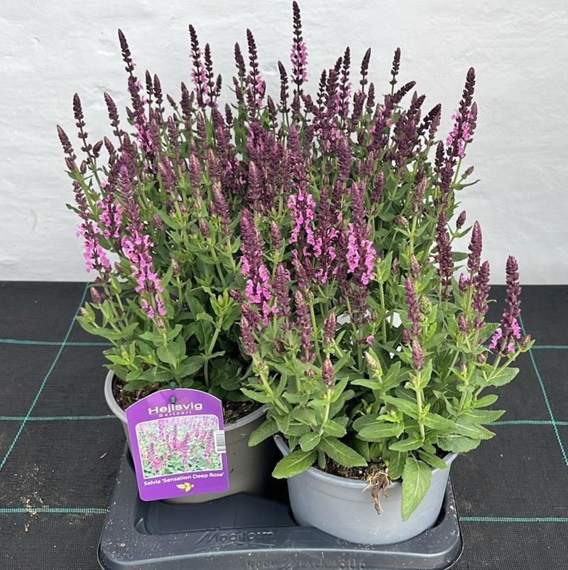 Bilde av SALVIA NEM. 'DEEP ROSE SENSATI.'-Spanne Plantesalg