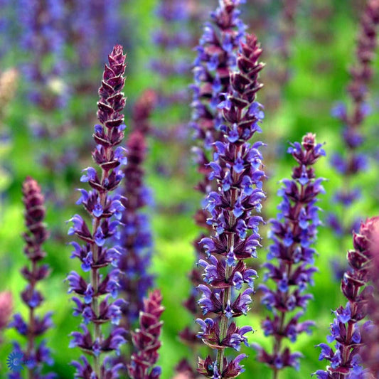 Bilde av SALVIA NEMOROSA 'OSTFRISLAND'-Spanne Plantesalg