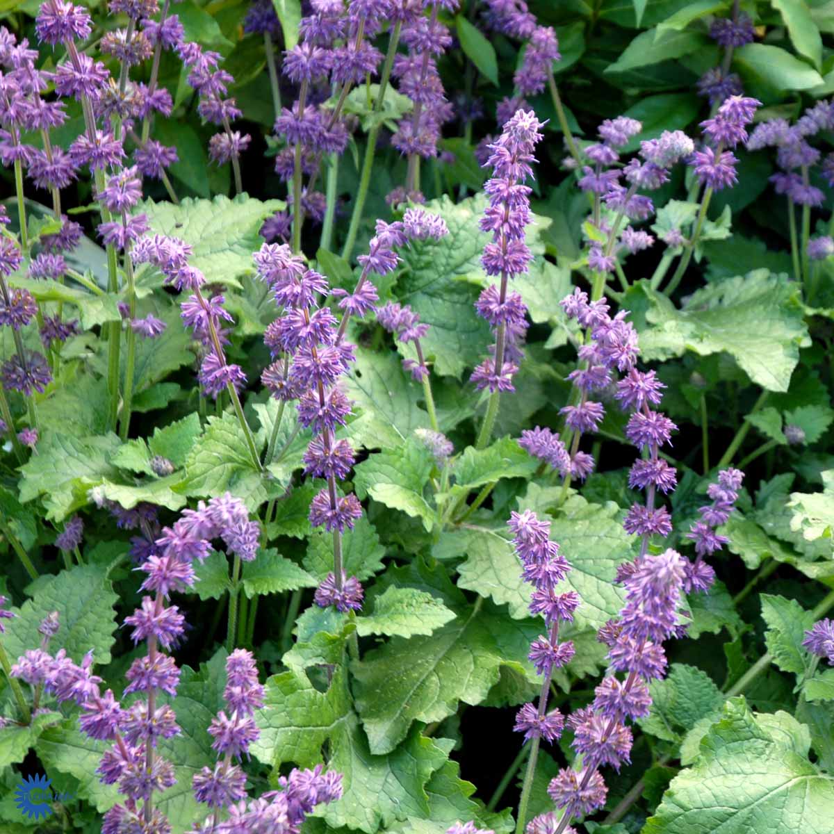 Bilde av Salvia vert. 'Purple Rain'-Spanne Plantesalg
