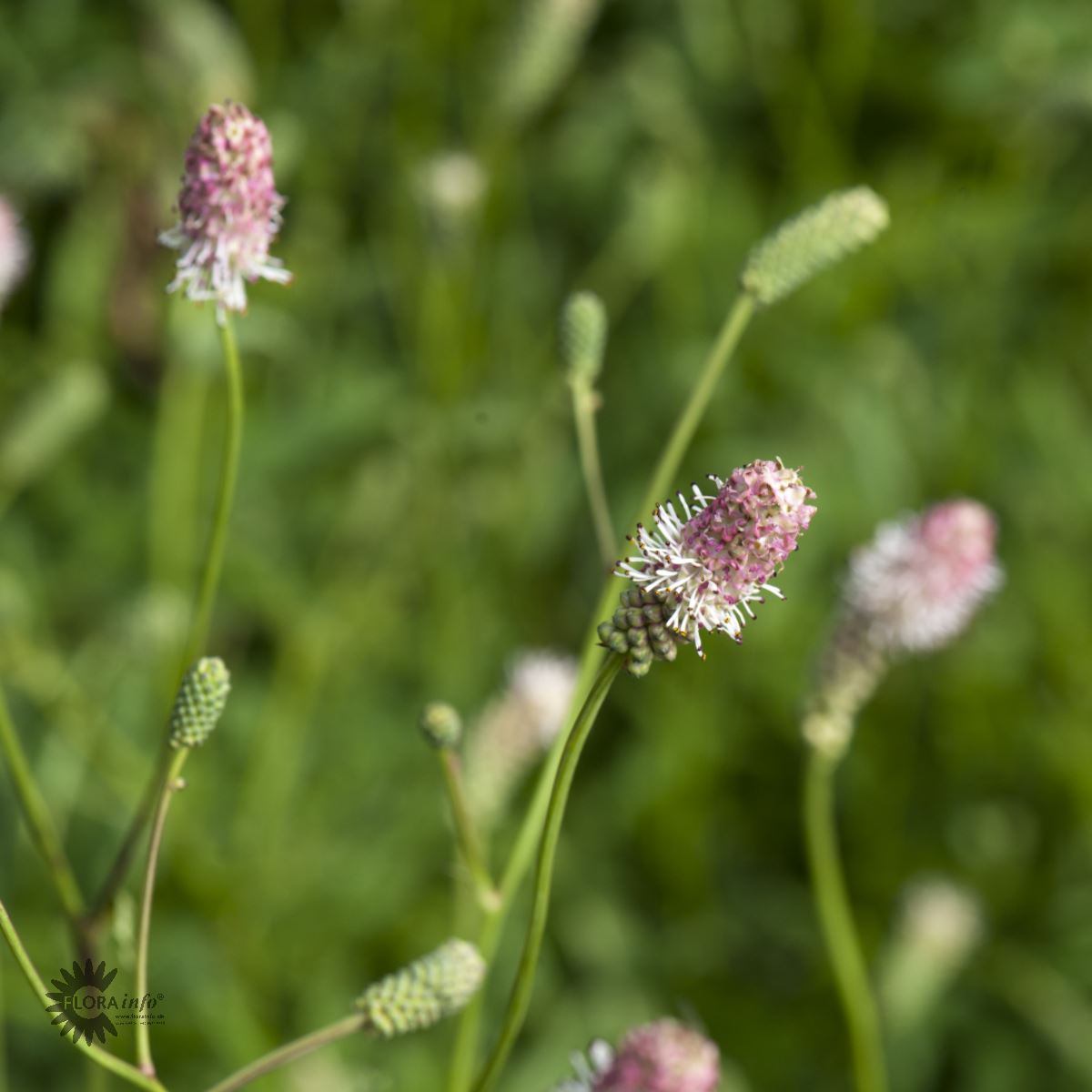Bilde av Sanguisorba o. 'Pink Tanna'-Spanne Plantesalg