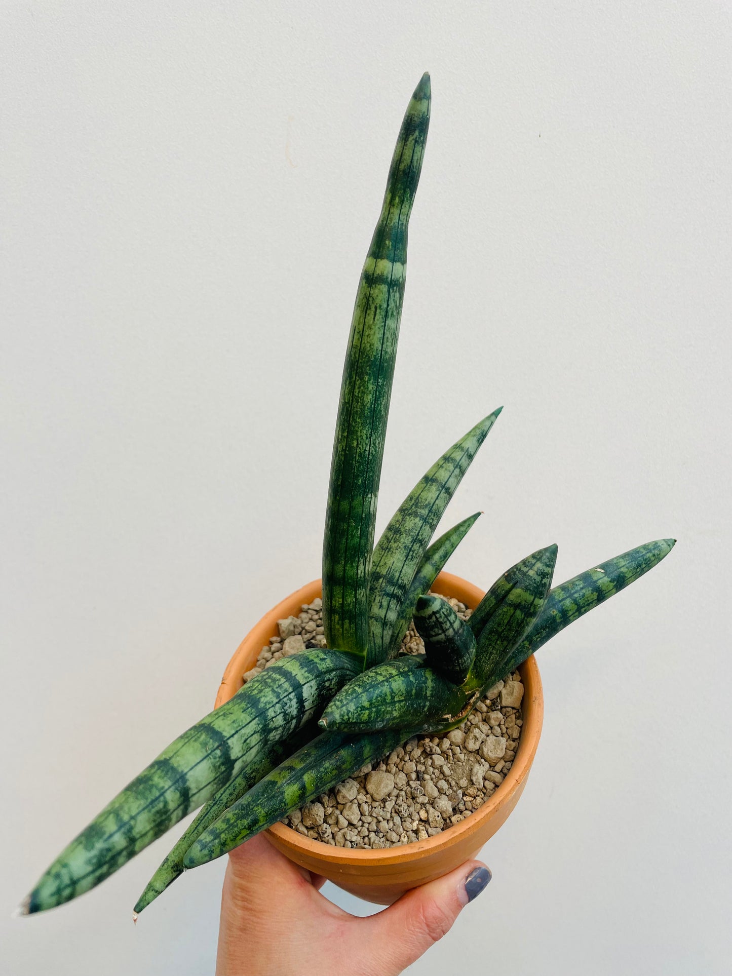 Bilde av Sansevieria ‘Boncellensis’-Spanne Plantesalg