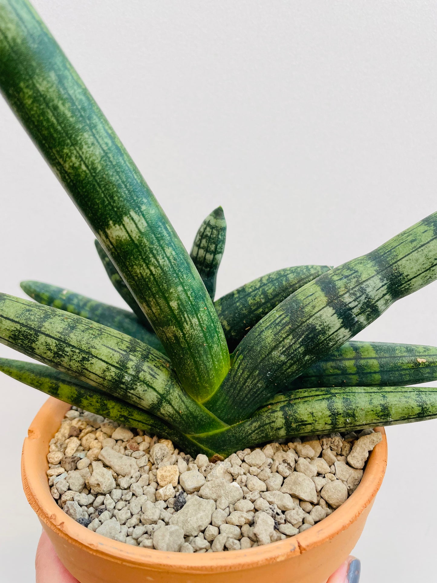 Bilde av Sansevieria ‘Boncellensis’-Spanne Plantesalg