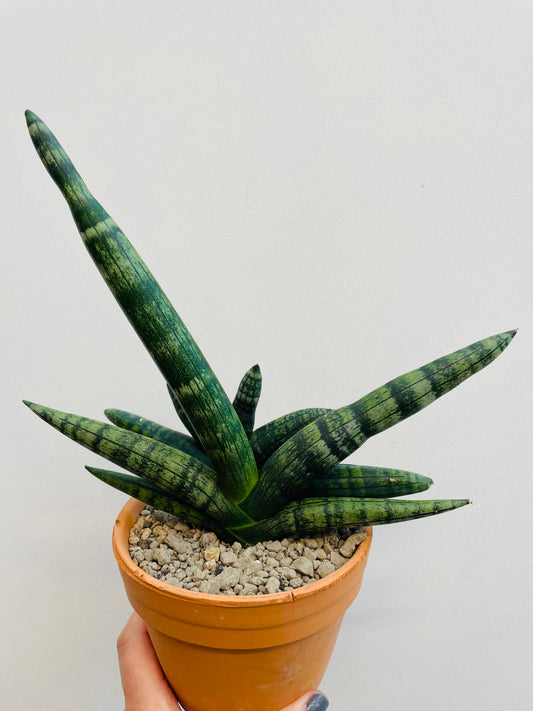 Bilde av Sansevieria ‘Boncellensis’-Spanne Plantesalg