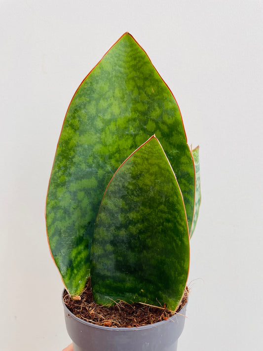 Bilde av Sansevieria masoniana ‘Whale fin’-Spanne Plantesalg
