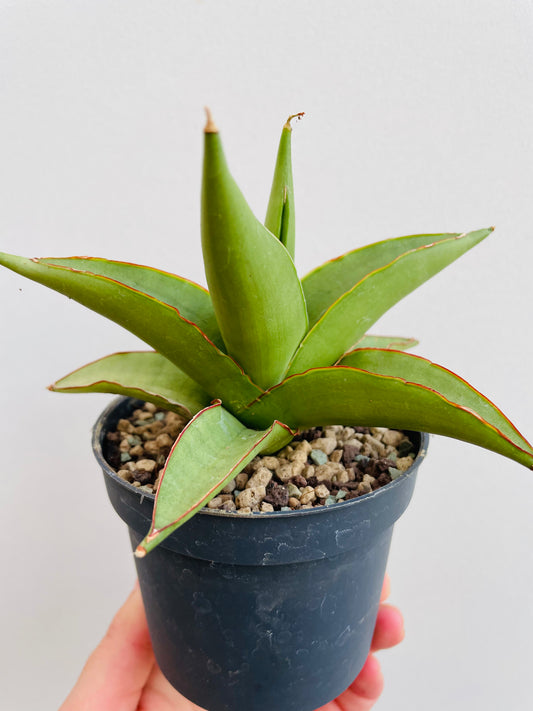 Bilde av Sansevieria ‘Platinum Crown’-Spanne Plantesalg