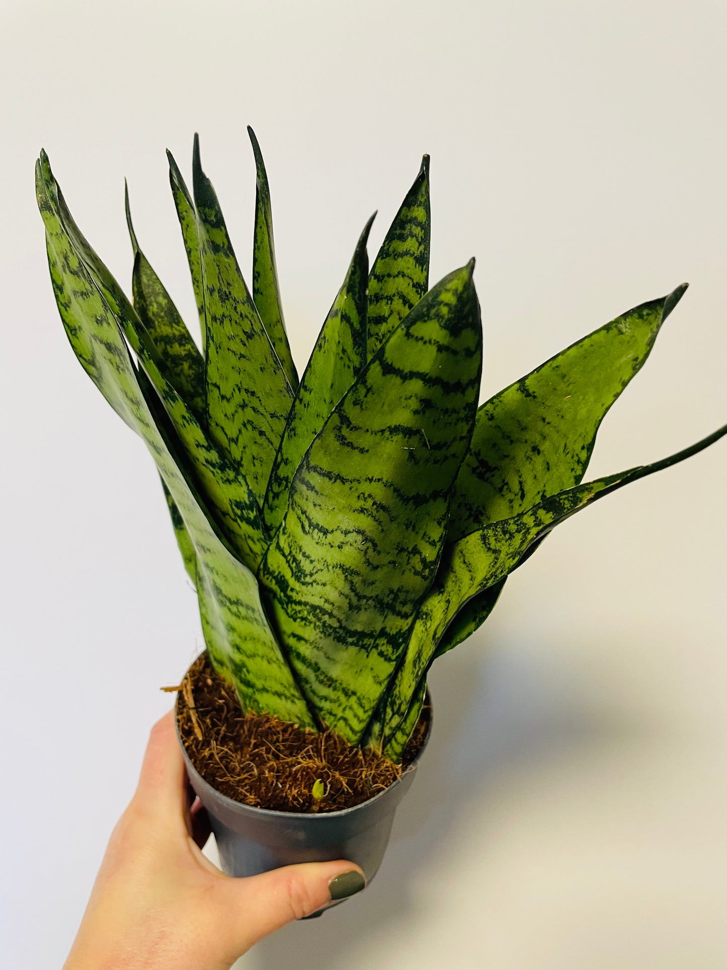 Bilde av Sansevieria trifasciata zeylanica-Spanne Plantesalg
