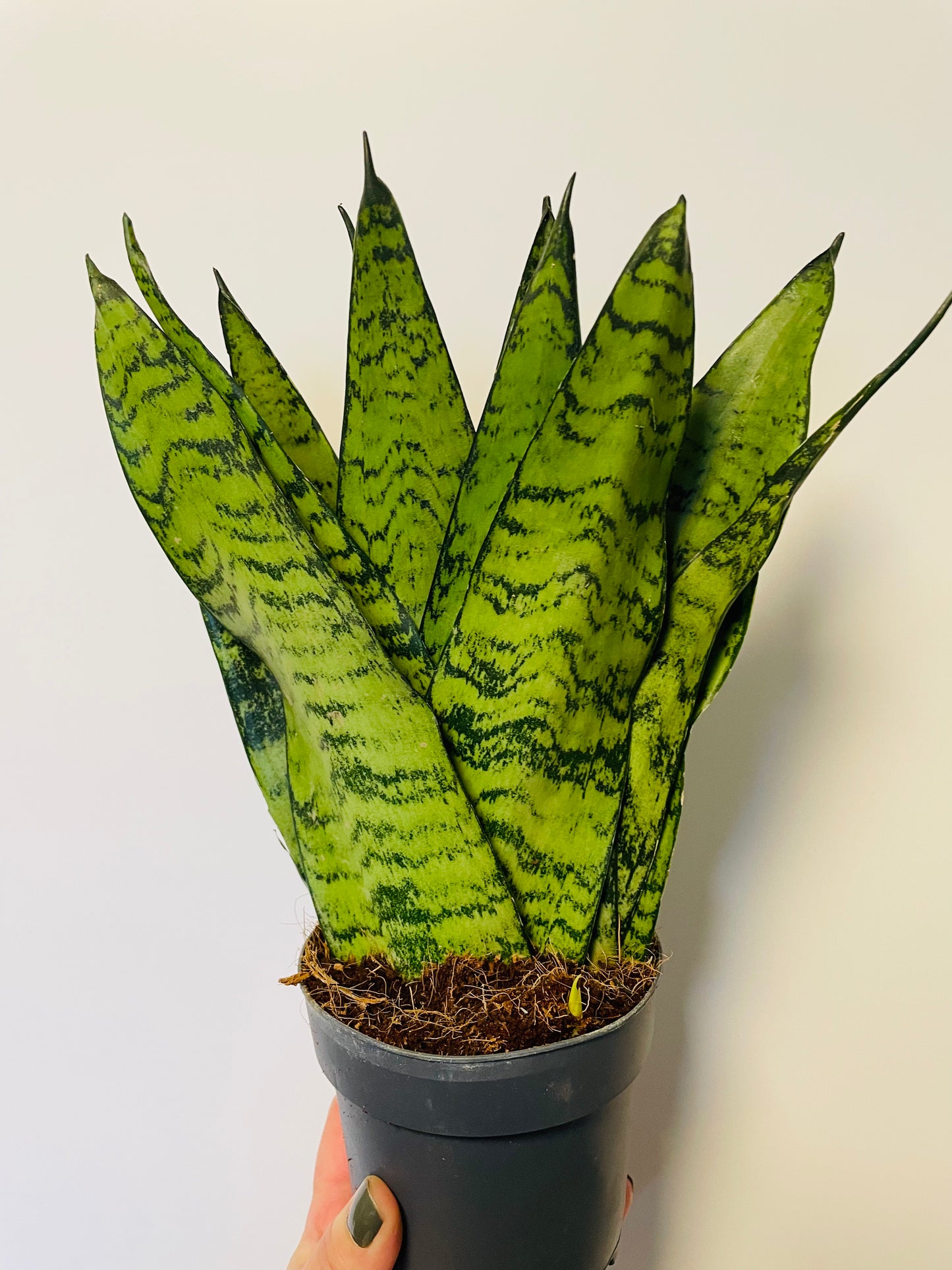 Bilde av Sansevieria trifasciata zeylanica-Spanne Plantesalg