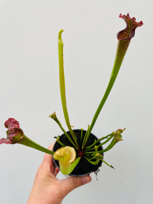 Bilde av Sarracenia farnhamii-Spanne Plantesalg