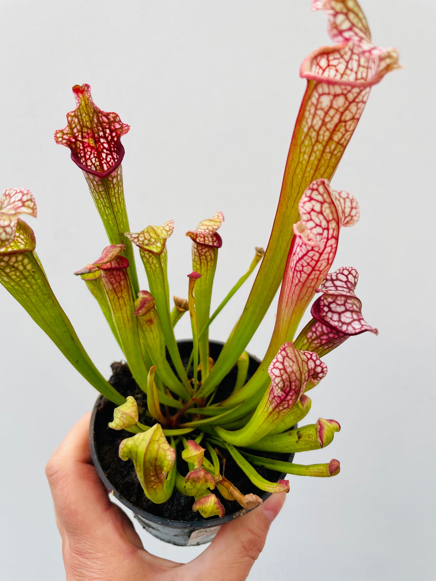 Bilde av Sarracenia leucopylla ‘Mississippi’-Spanne Plantesalg