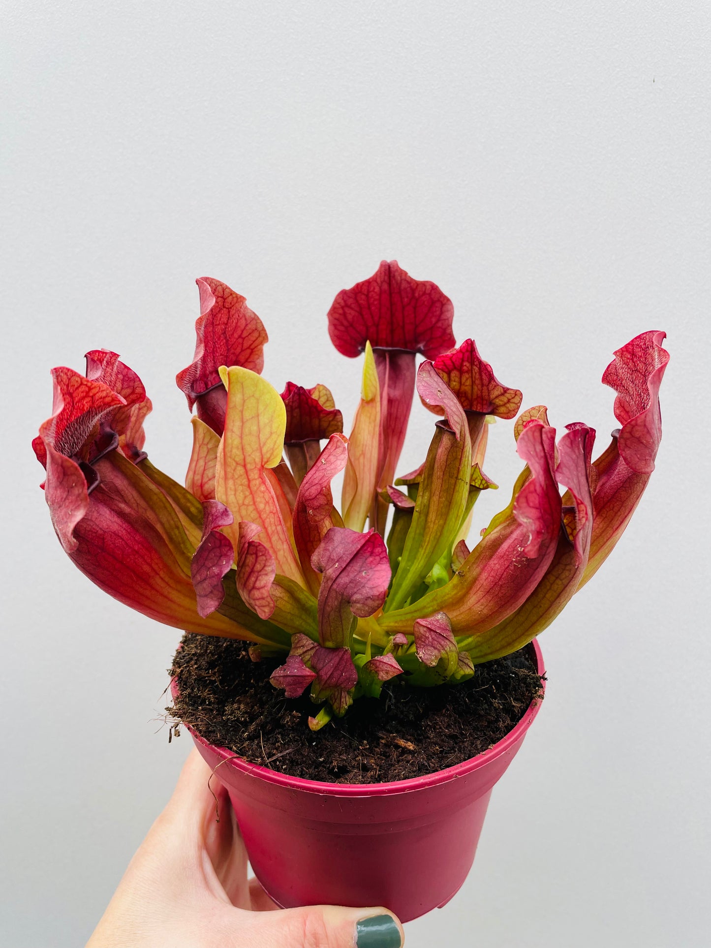 Bilde av Sarracenia ‘Maroon’-Spanne Plantesalg