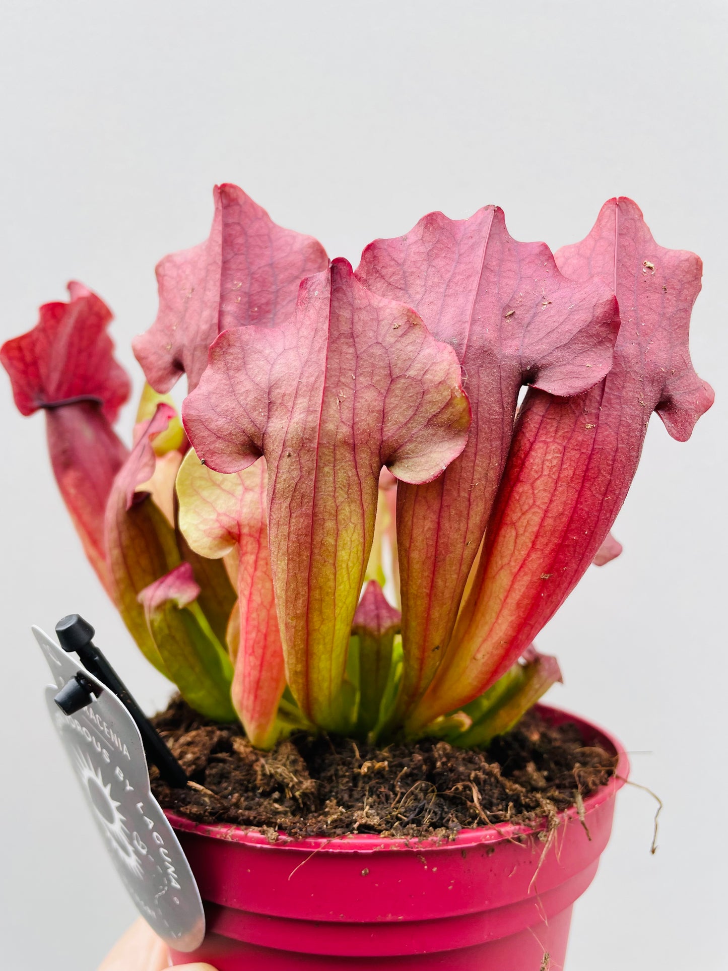 Bilde av Sarracenia ‘Maroon’-Spanne Plantesalg
