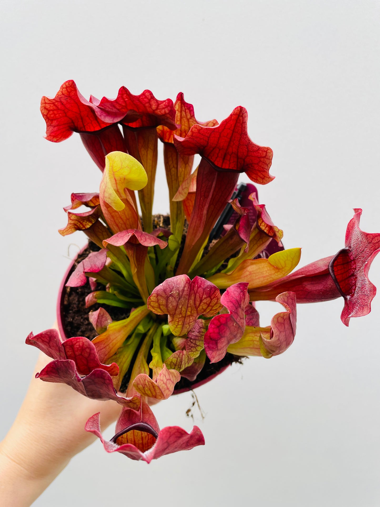 Bilde av Sarracenia ‘Maroon’-Spanne Plantesalg