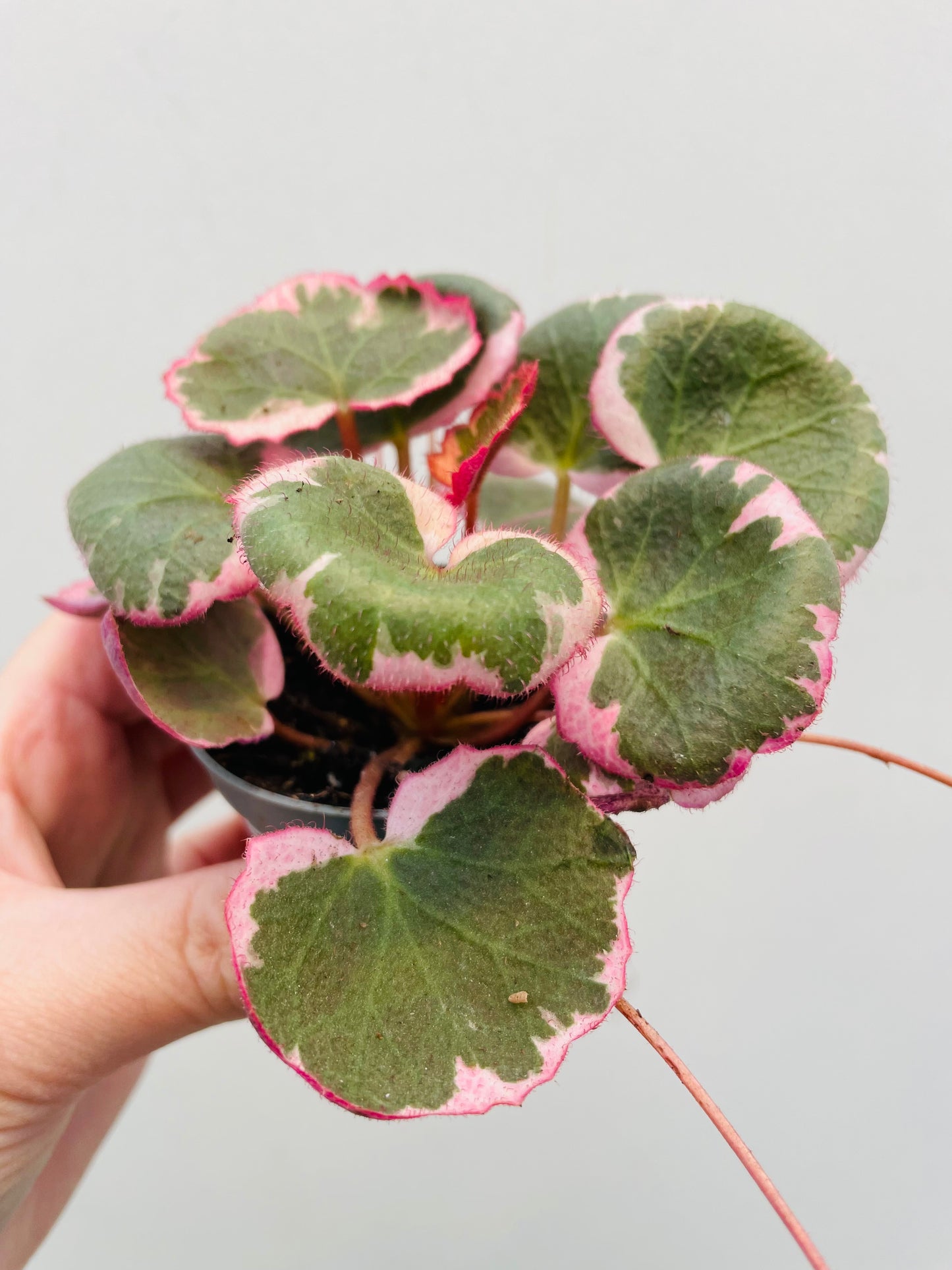 Bilde av Saxifraga ‘Tricolor’-Spanne Plantesalg