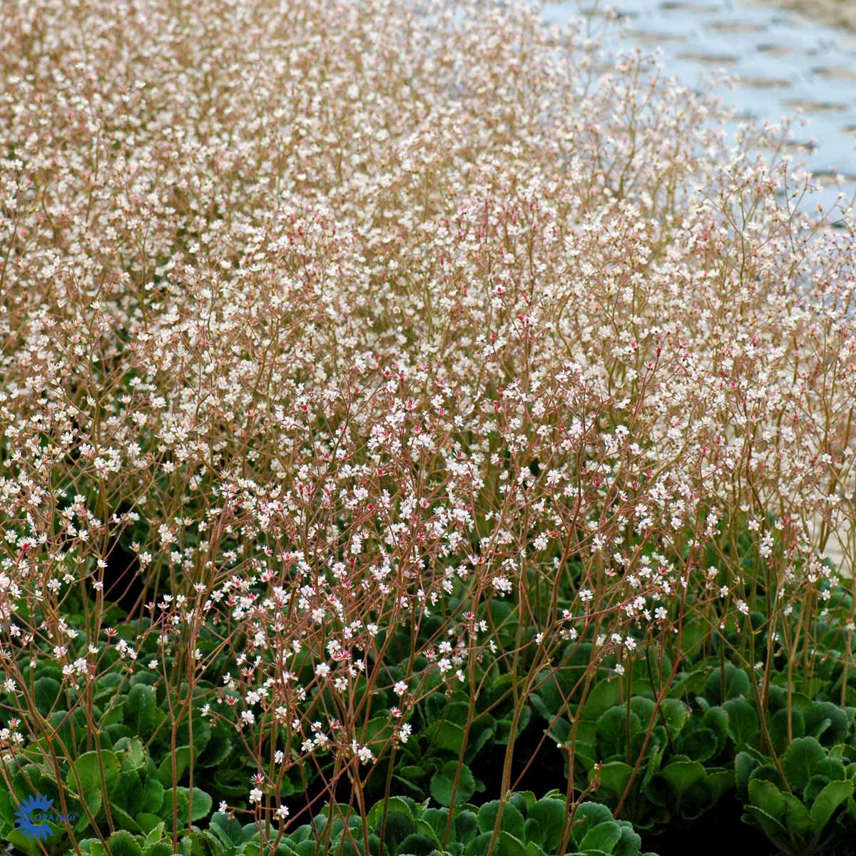 Bilde av Saxifraga urbium-Spanne Plantesalg