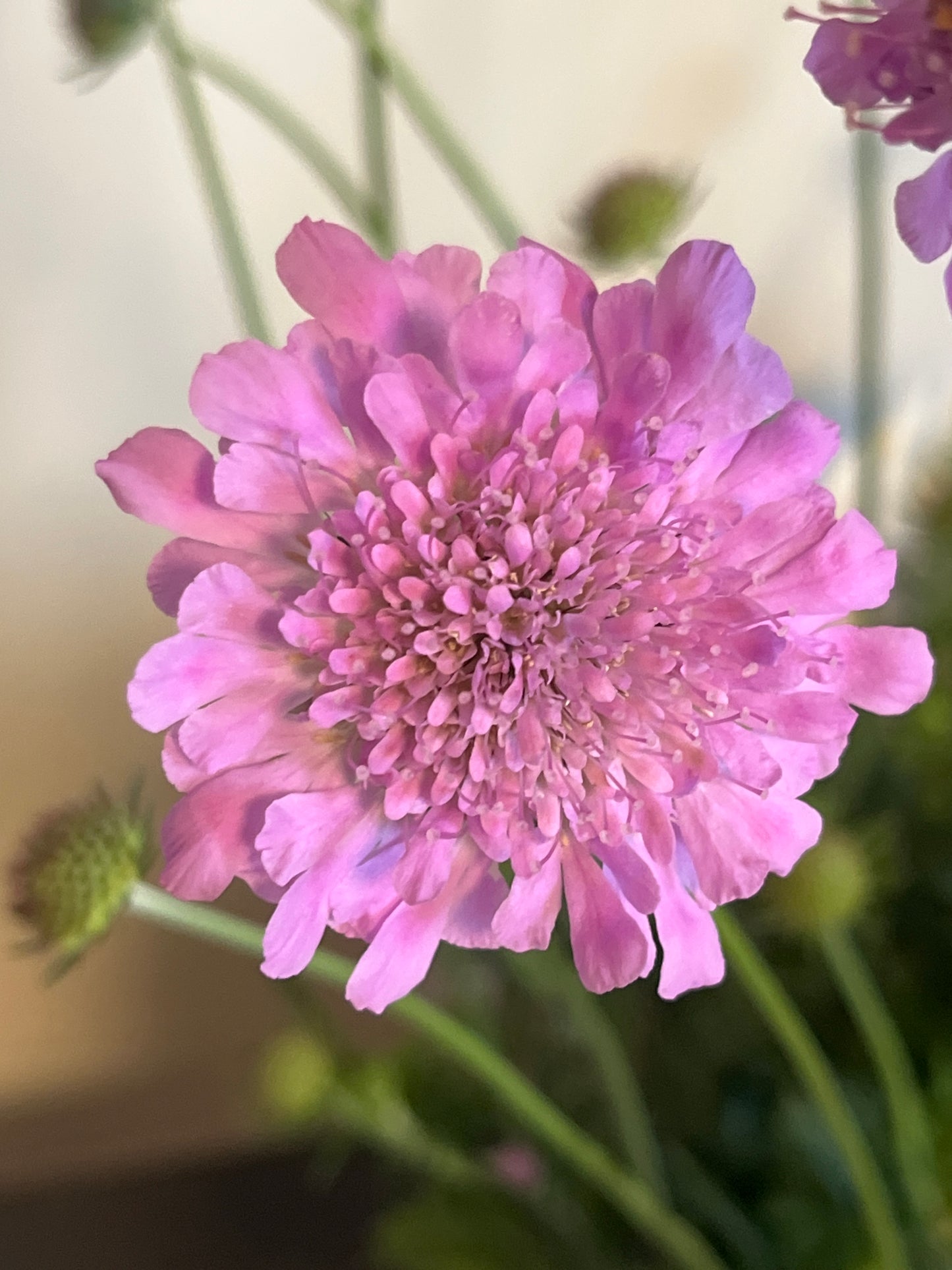 Bilde av SCABIOSA COLUMBARIA KUDO PINK-Spanne Plantesalg