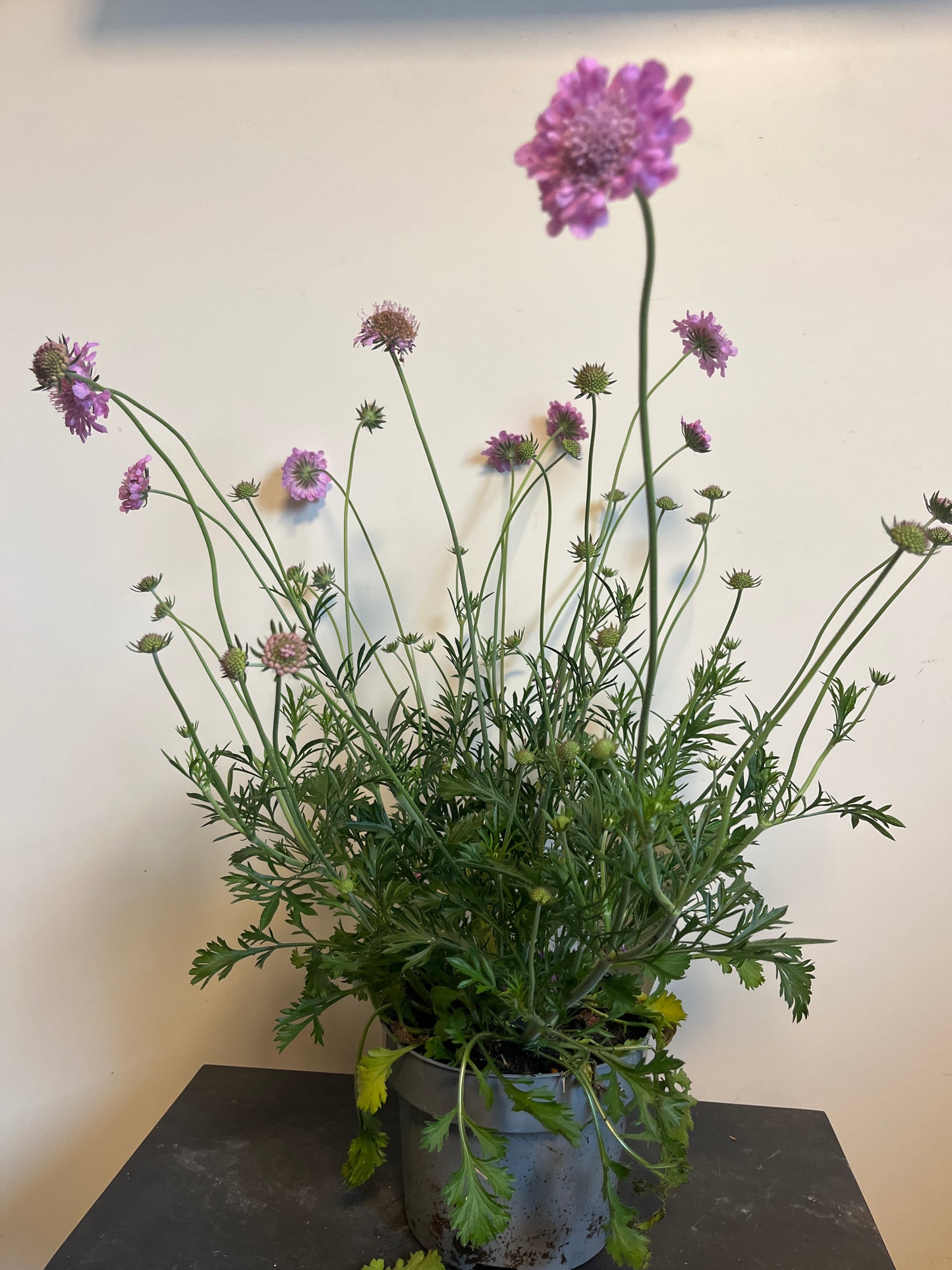Bilde av SCABIOSA COLUMBARIA KUDO PINK-Spanne Plantesalg