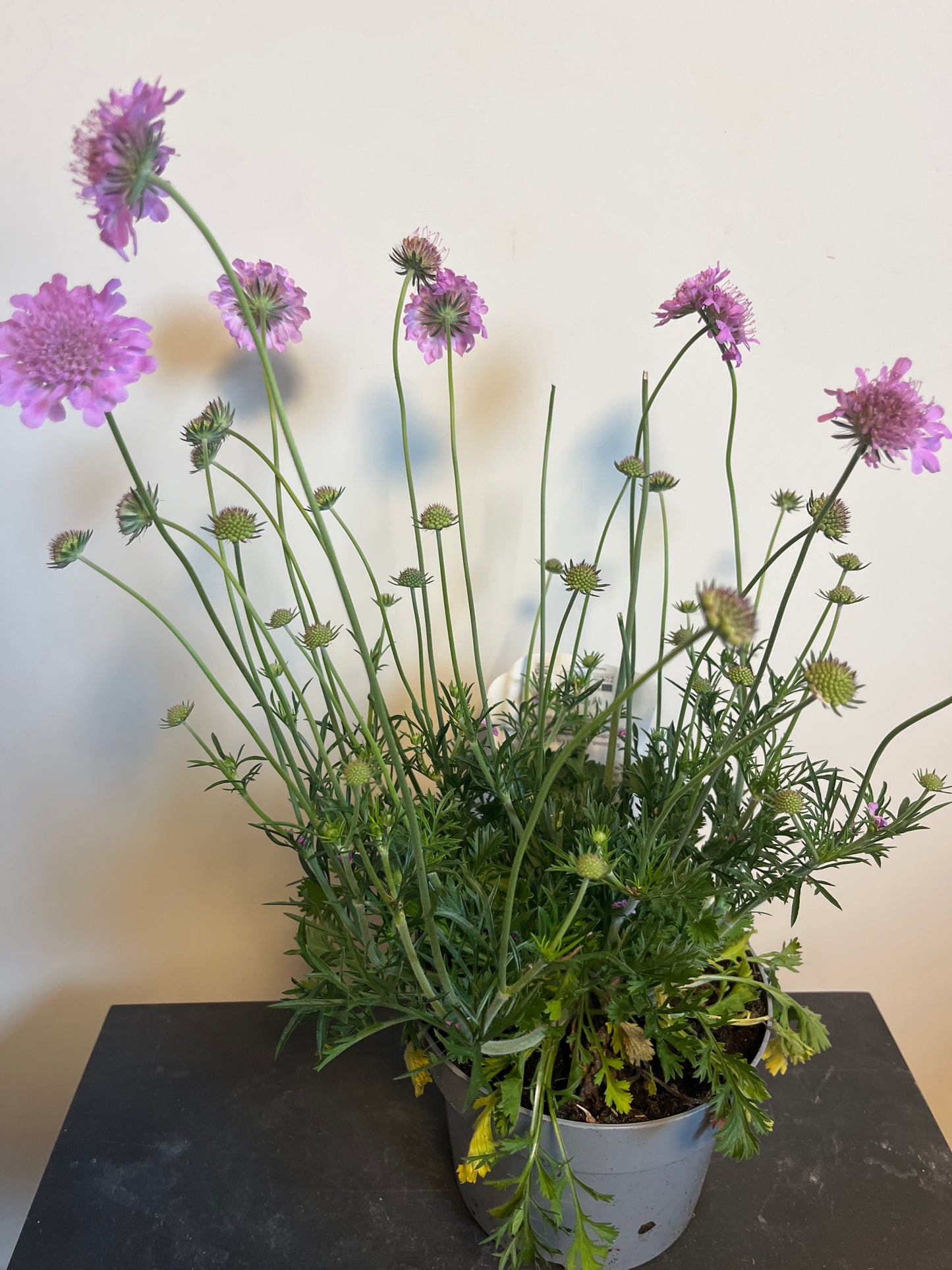 Bilde av SCABIOSA COLUMBARIA KUDO PINK-Spanne Plantesalg