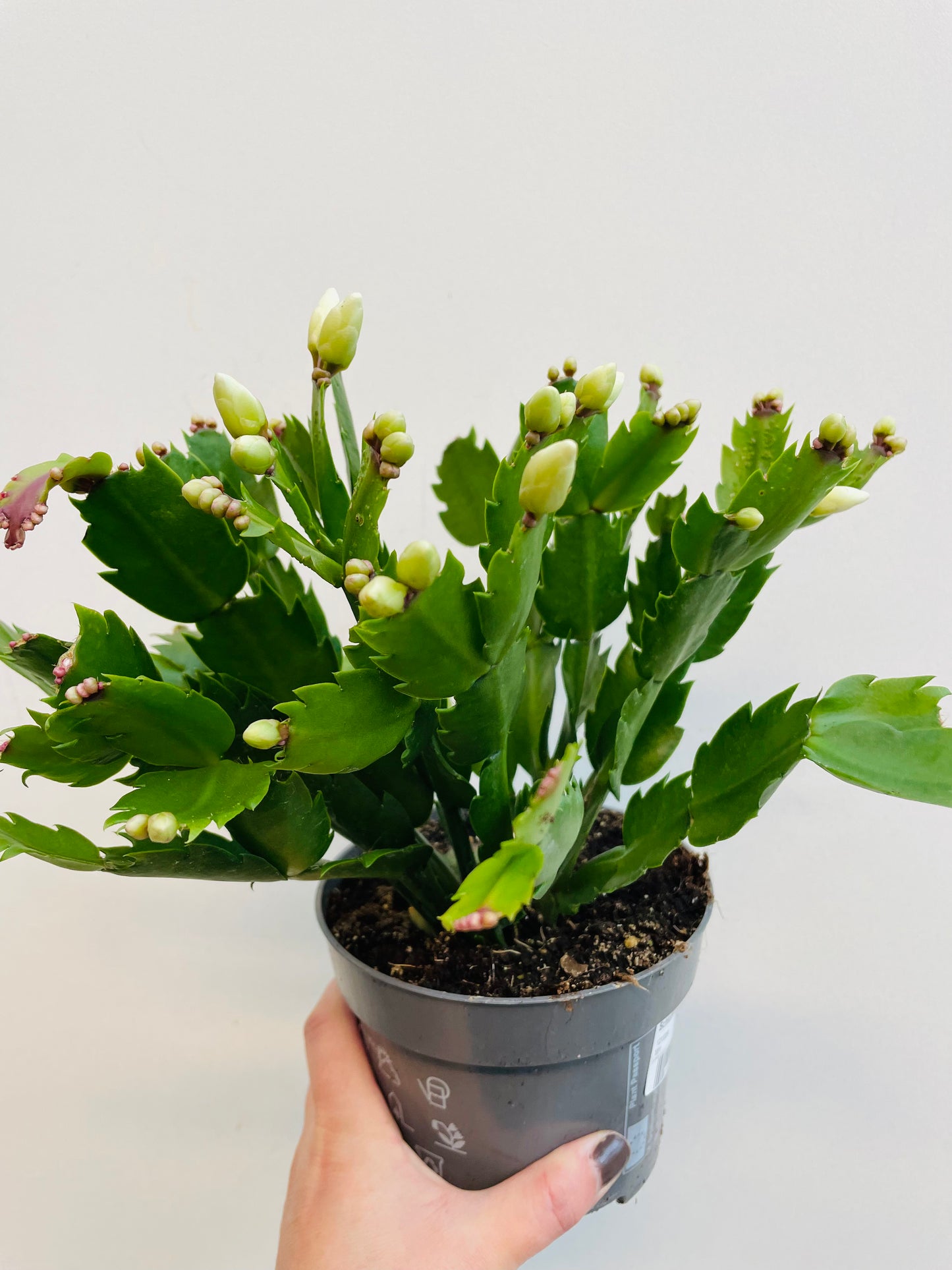 Bilde av Schlumbergera ‘Malissa’-Spanne Plantesalg