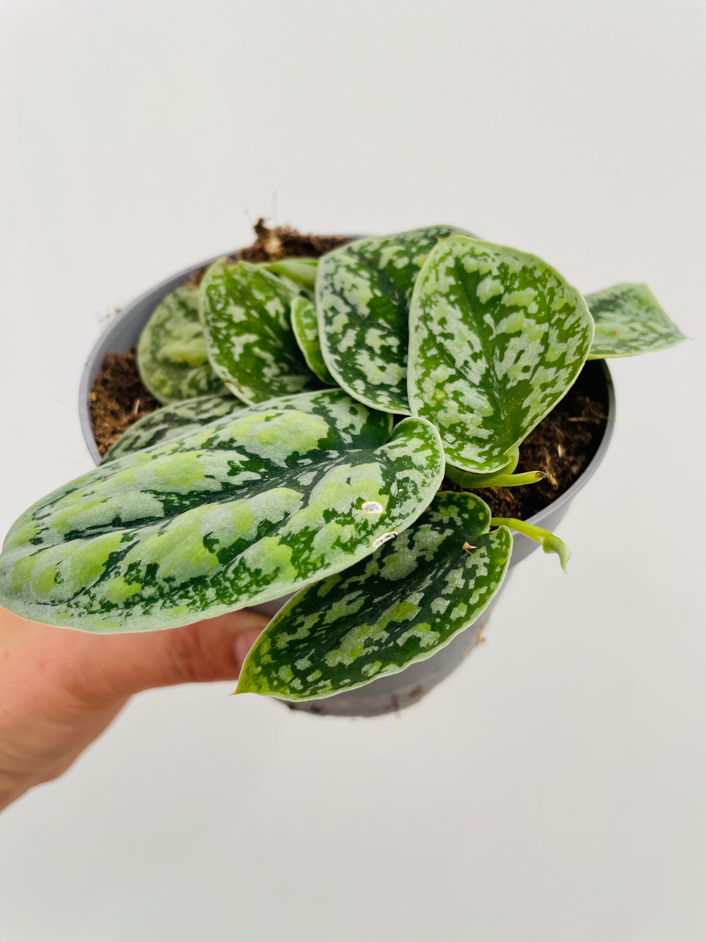 Scindapsus pictus ‘Tricolor Silver’