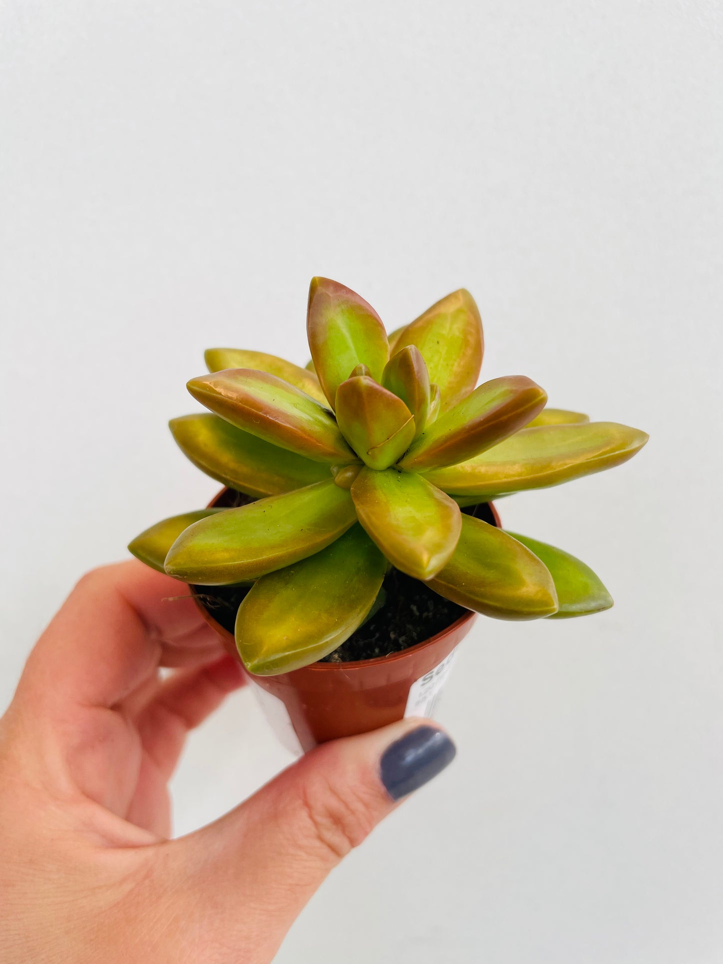 Bilde av Sedum adolphi-Spanne Plantesalg
