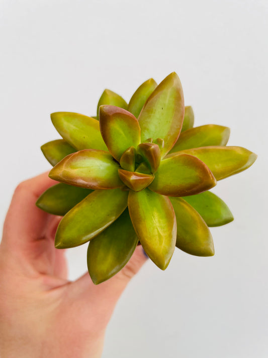 Bilde av Sedum adolphi-Spanne Plantesalg