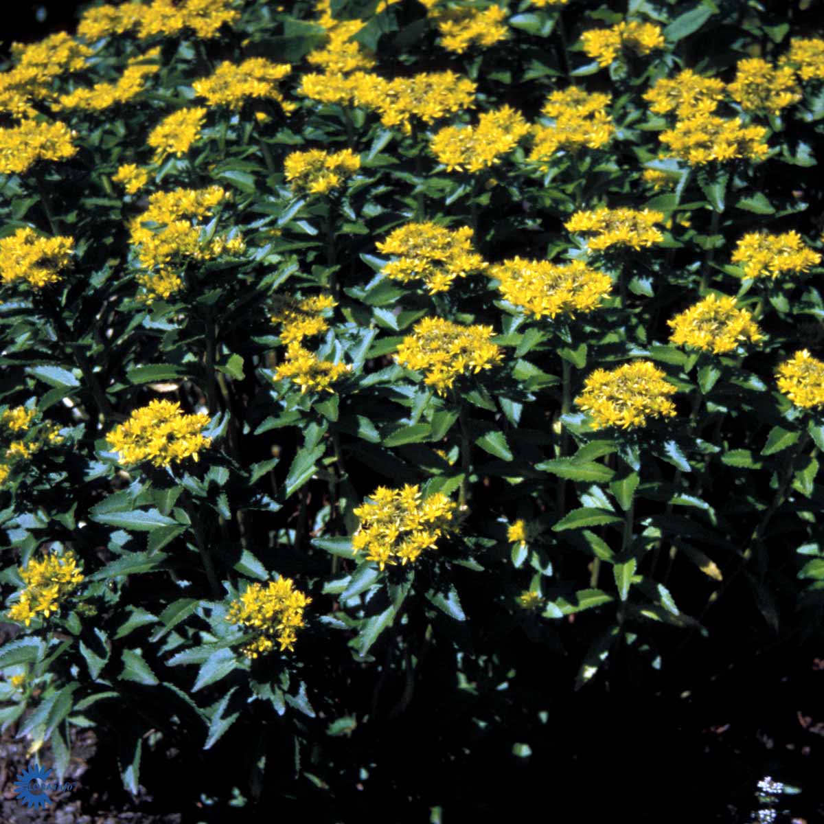 Bilde av Sedum aizoon-Spanne Plantesalg