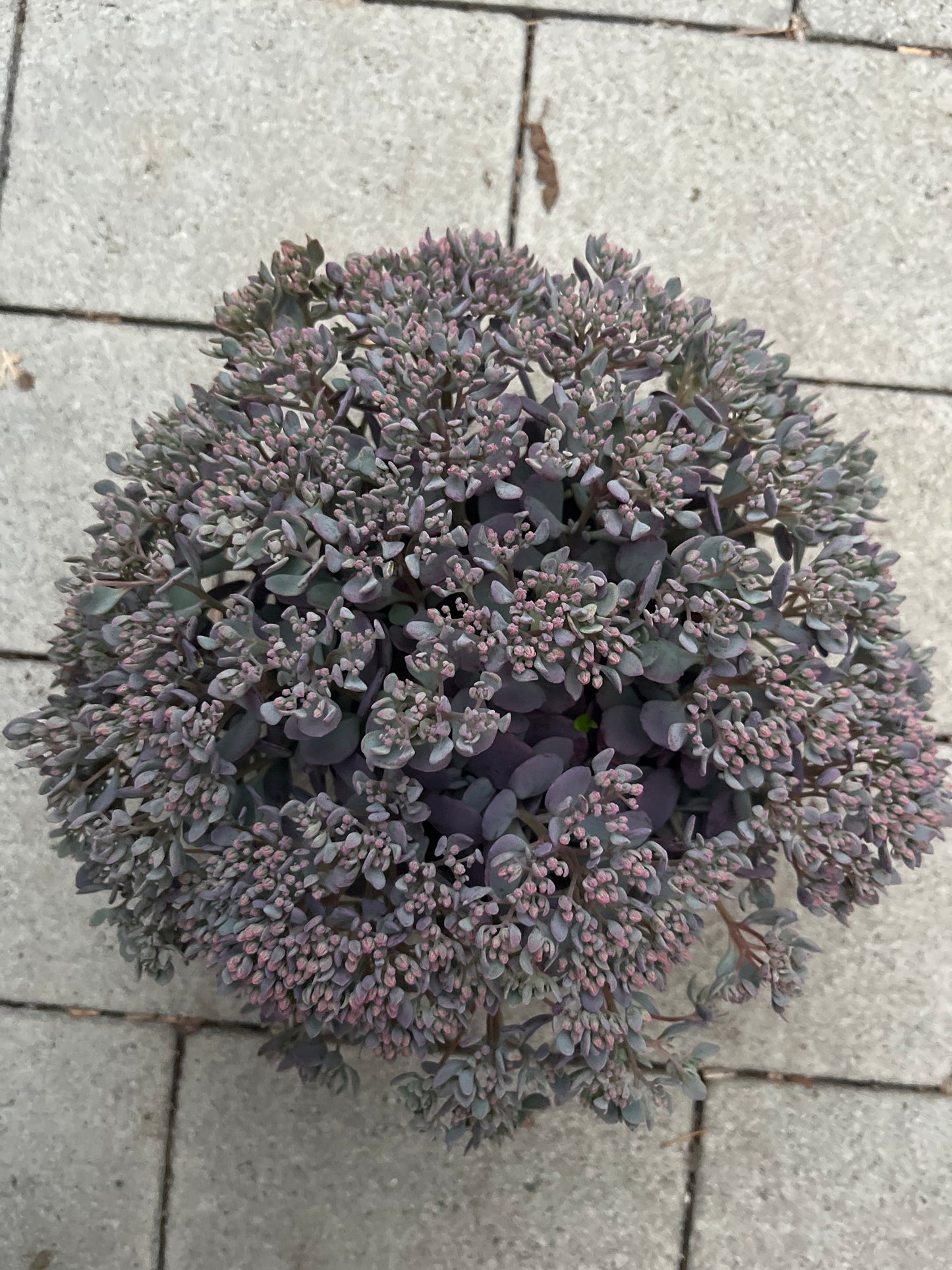Bilde av SEDUM CAUTICOLA 'LIDAKENSE'-Spanne Plantesalg