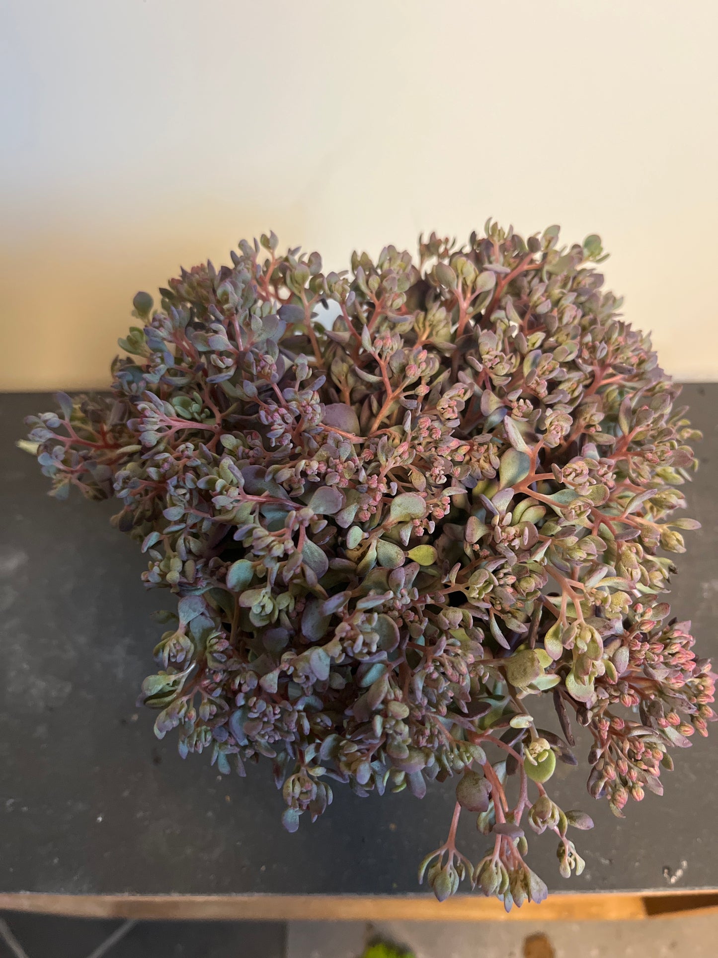 Bilde av Sedum cauticolum-Spanne Plantesalg