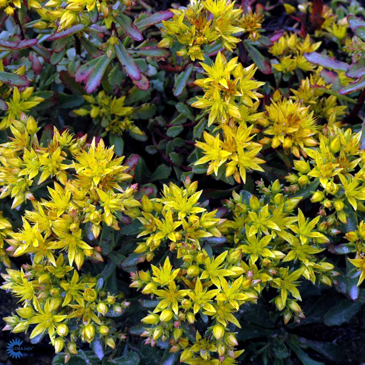 Bilde av Sedum flor. 'Weihenstephaner Gold'-Spanne Plantesalg