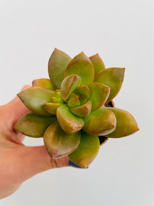 Bilde av Sedum nussbaumerianum-Spanne Plantesalg