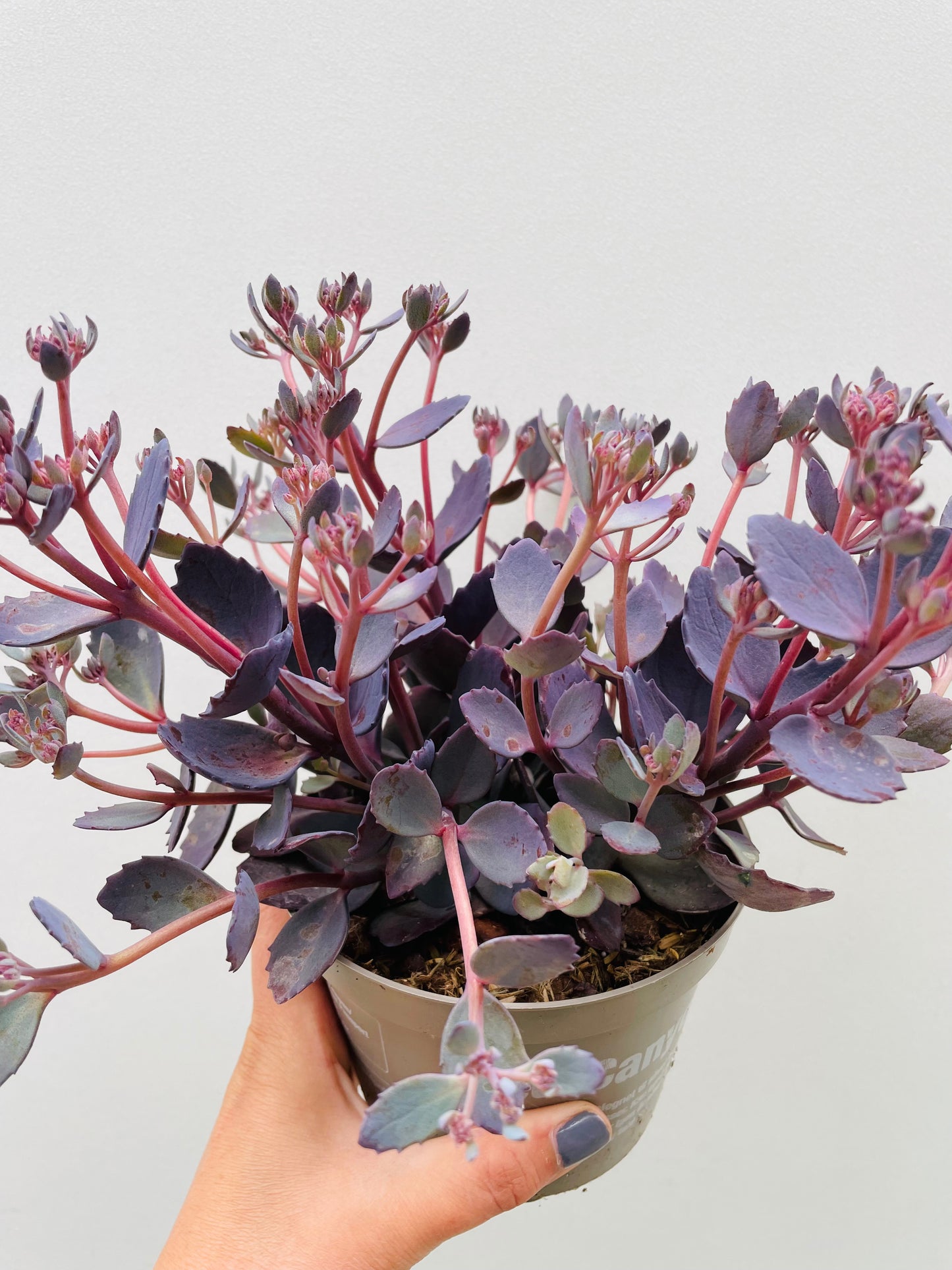 Bilde av Sedum 'Red Canyon'-Spanne Plantesalg
