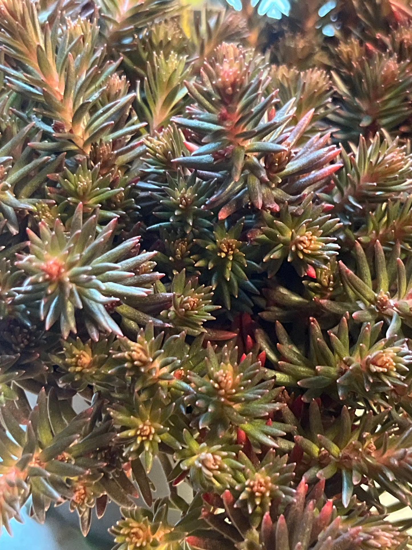 Bilde av Sedum reflexum Chocolate Ball-Spanne Plantesalg