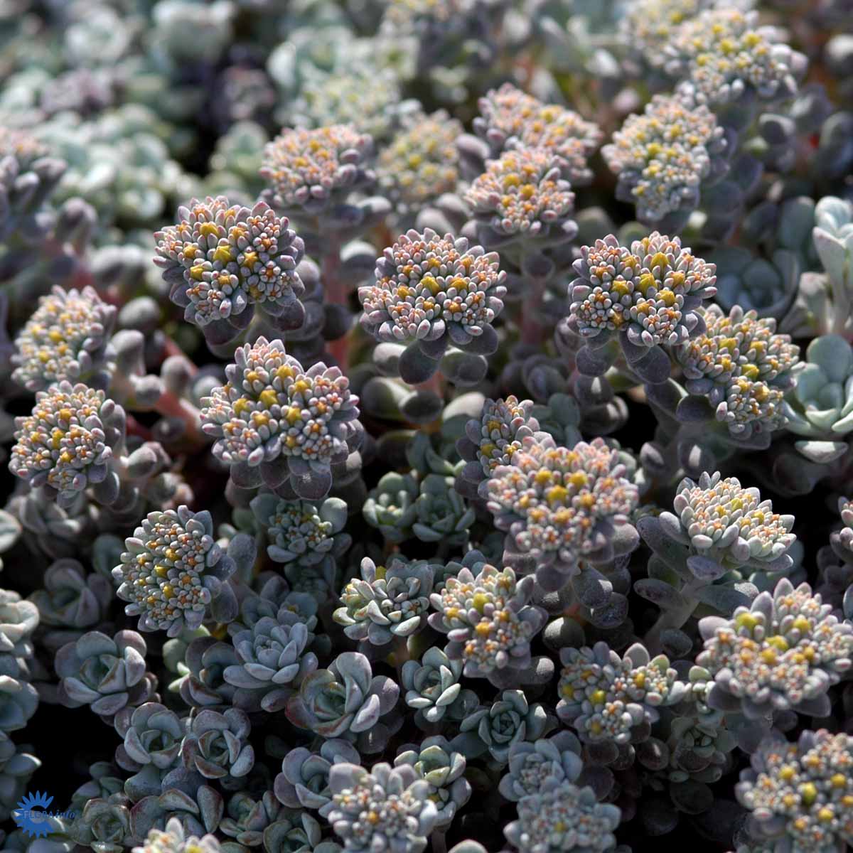Bilde av Sedum spathulifolium 'Cape Blanco'-Spanne Plantesalg