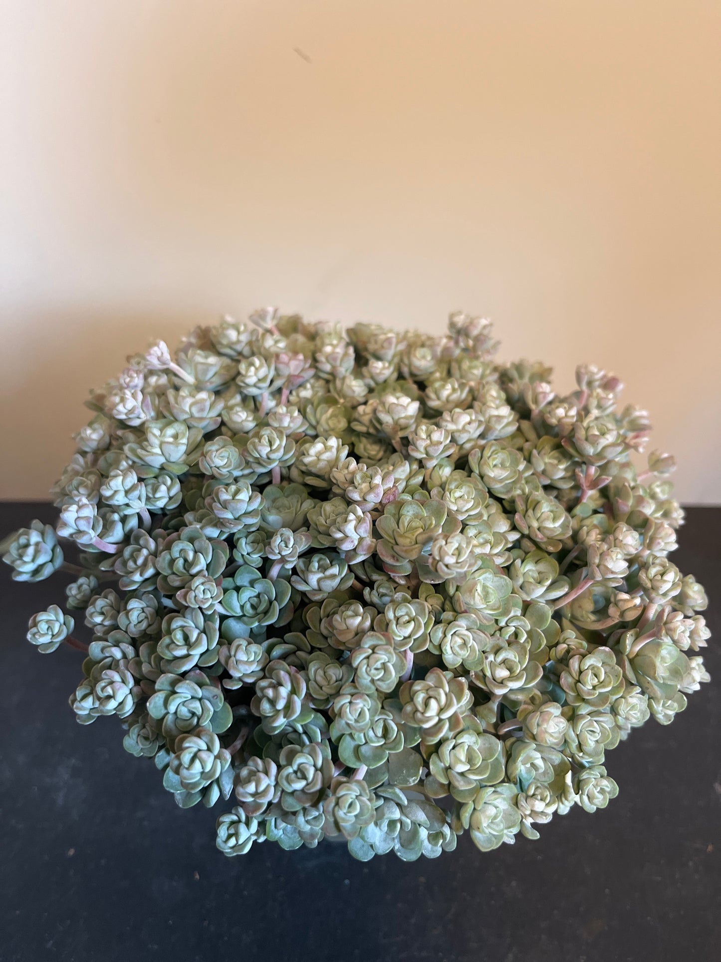 Bilde av Sedum spathulifolium Cape Blanco-Spanne Plantesalg