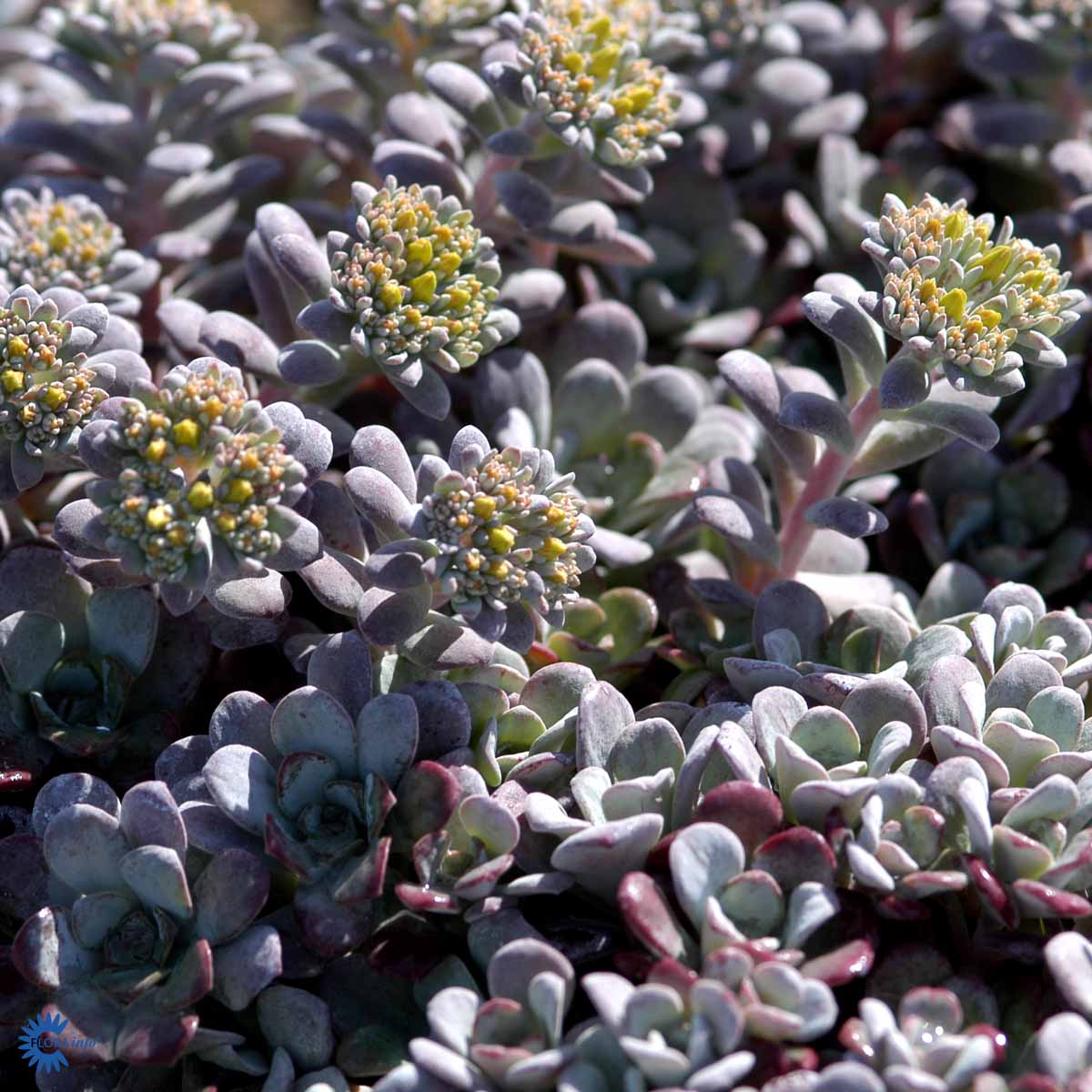 Bilde av Sedum spathulifolium 'Purpureum'-Spanne Plantesalg
