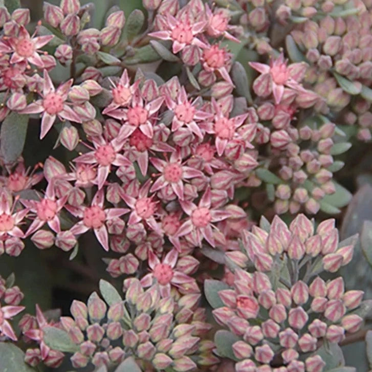 Bilde av Sedum Red Canyon-Spanne Plantesalg