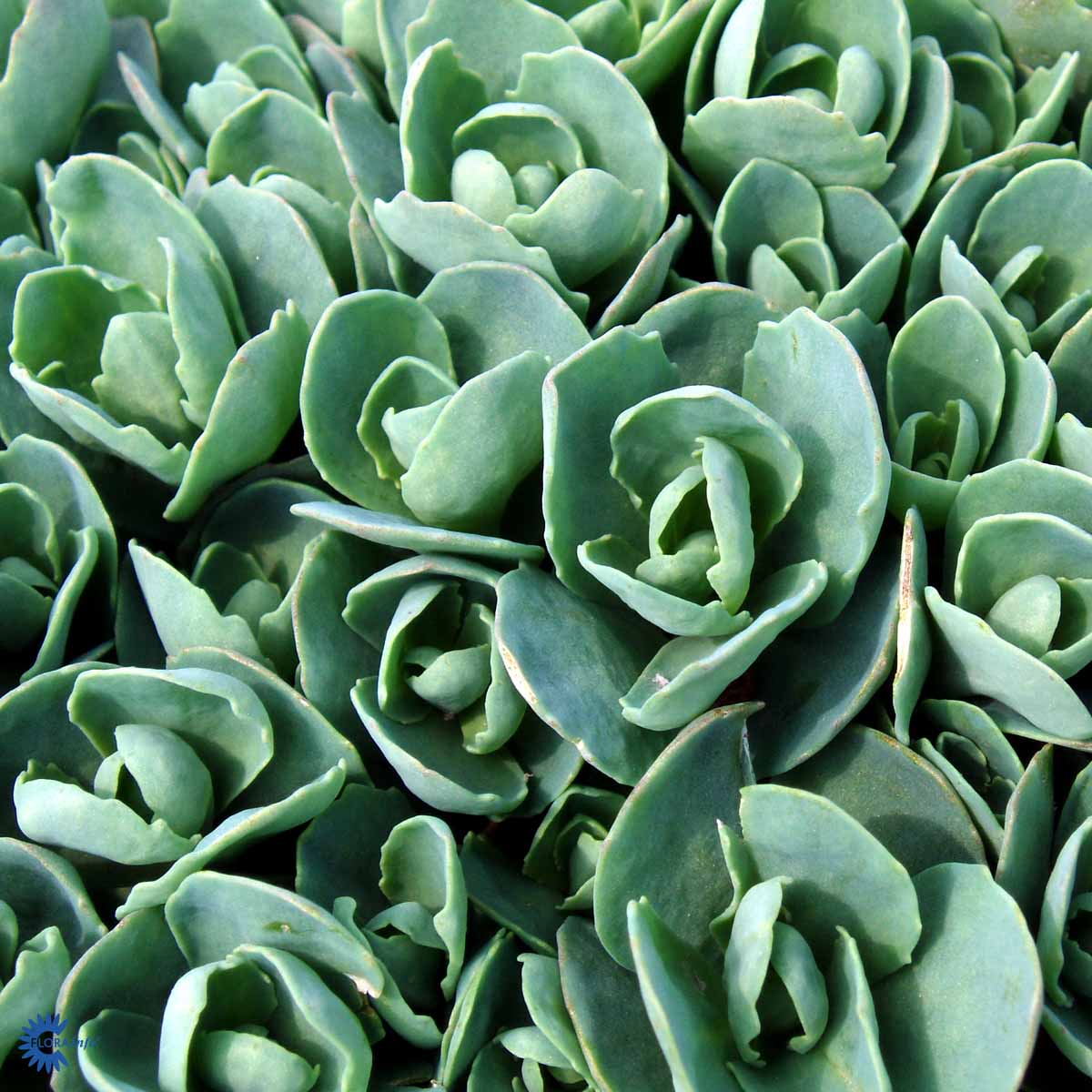 Bilde av Sedum spectabile 'Brillant'-Spanne Plantesalg